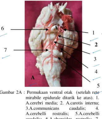 Gambar  2A  :  Permukaan  ventral  otak    (setelah  rete  mirabile  epidurale  ditarik  ke  atas)