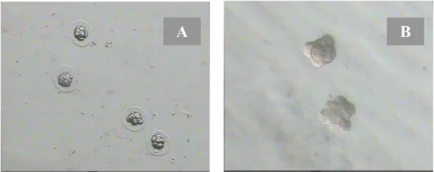 Gambar 1. Peluruhan zona peluzida embrio tahap 8 sel dengan 0,25% pronase dalam drop medium                     KSOMaa (A: embrio tahap 8 sel dengan peluruhan zona peluzida oleh pengaruh                     pronase, B: embrio tahap 8 sel tanpa zona peluzid