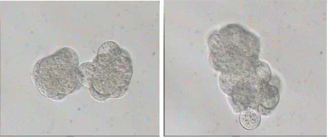 Gambar 3. Agregasi embrio dalam medium kultur KSOMaa (A: agregasi awal, B: agregasi tahap                     lanjut) 