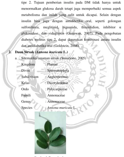 Gambar 1. Daun sirsak 