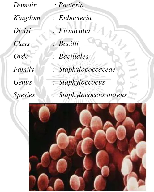 Gambar 2. Bakteri Staphylococcus aureus yang Dilihat dari Mikroskop Elektron, Todar (2008) 