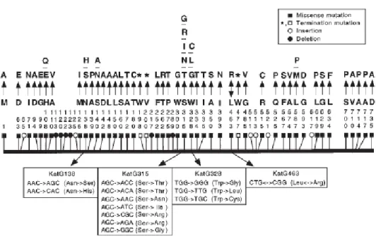 Gambar 5. Polimorfisme protein KatG pada M. tuberculosis INH R . Varian asam amino diberi nomor secara  vertikal