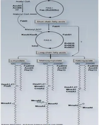 Gambar 1. Biosintesis asam mikolat M. tuberculosis dan skema 3 tipe asam mikolat yang ditemukan pada  M