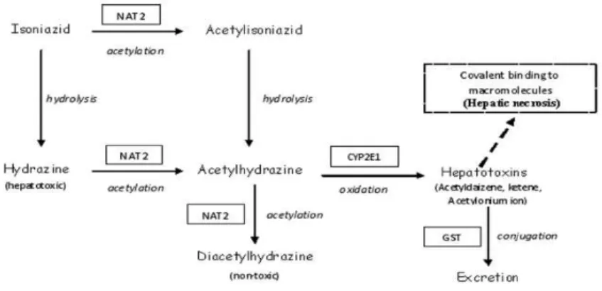 Gambar 3. Alur metabolisme INH dan enzim ± enzim utama yang terlibat (terdapat didalam tanda kotak)