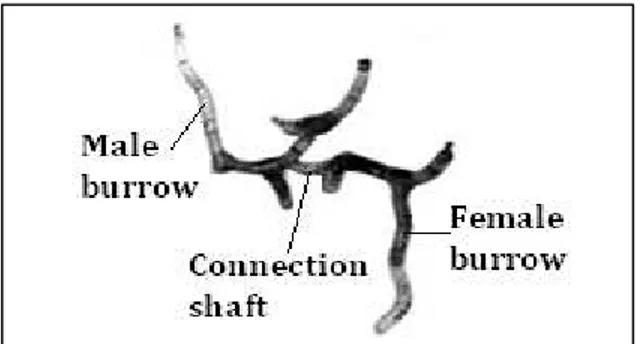 Gambar  3.    Posisi  conecction  shaft  yang  berfungsi  sebagai  tempat  terjadinya  reproduksi  dalam  liang  bioturbasi  (Candisani et al., 2001) 