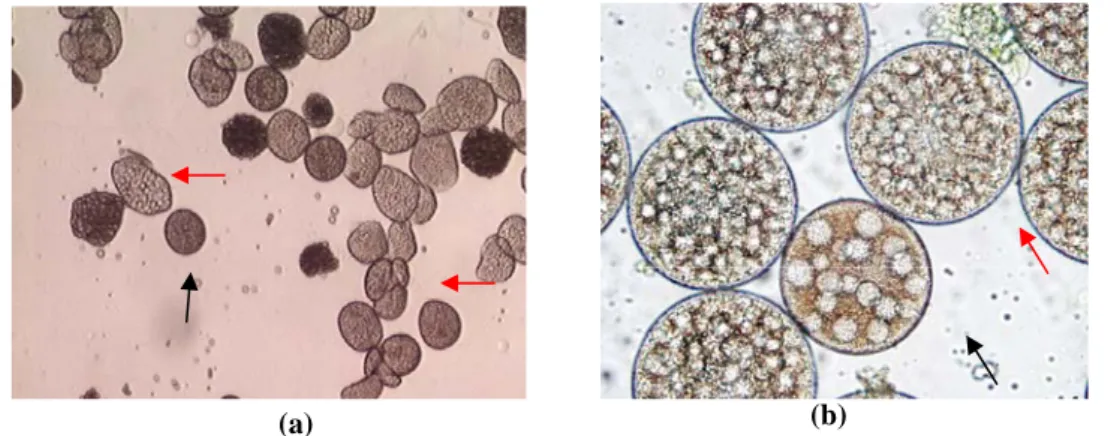 Gambar 2.  Tahapan perkembangan gamet betina (a). Oosit immature  (panah hitam) diantara  kumpulan sel eleosit (panah merah) (Perbesaran 10×4) (b)
