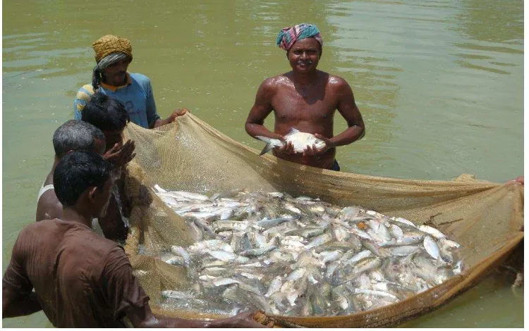 Gambar 3. Masyarakat Adivasi Melakukan Pemanenan Ikan 