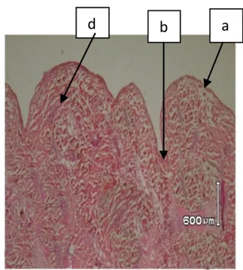 Gambar  4.Fotomikrograf  penampang  melintang  kulit  domba  proses  unhairing  menggunakan  enzim  protease  Aspergillus sp