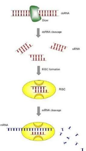 Gambar 1. Mekanisme kerja RNA interference (RNAi) (Mocellin & Provenzano 2004). 