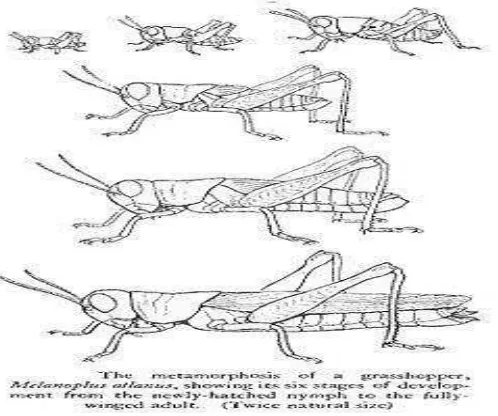Gambar 2.2 Metamorfosis tidak sempurna pada belalang 