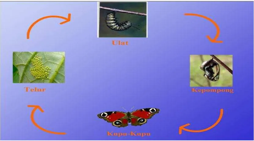 Gambar 3.16 Desain metamorphosis kupu-kupu 