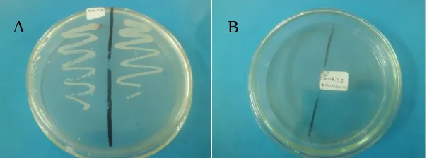Gambar 1. (A) Isolat Bakteri tumbuh pada media kontrol (hanya SWC), (B) Isolat bakteritidak tumbuh pada media SWC yang diberi antibiotik chloramphenicol