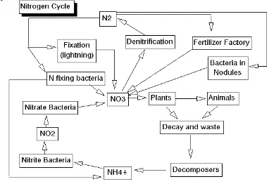 Gambar 4. Siklus Nitrogen 