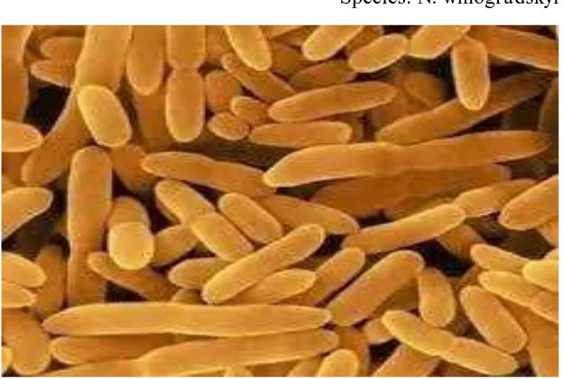 Gambar 1. Bakteri N. winogradskyi (Sumber: www.lookfordiagnosis.com) 