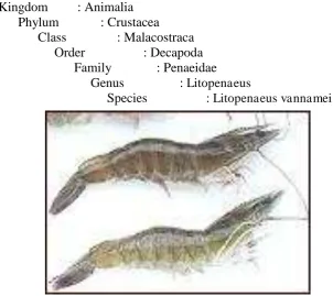 Gambar 1. Udang Vannaemei (Litopenaeus vanname ) 