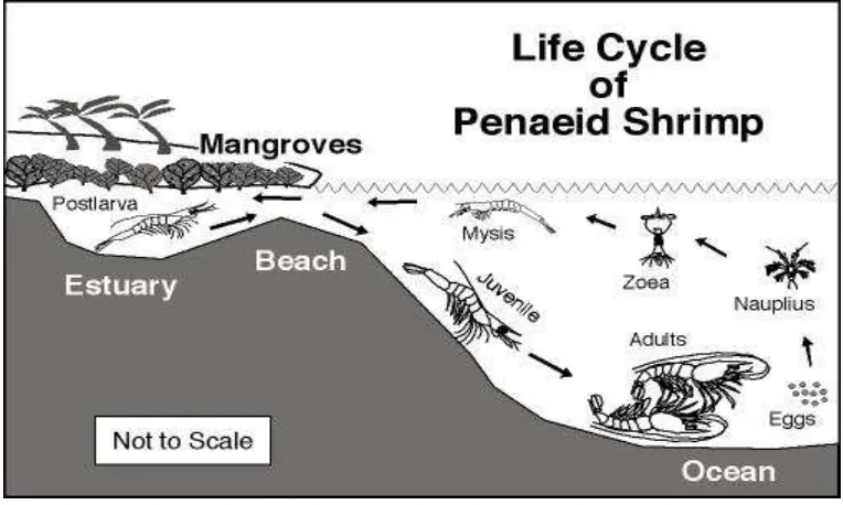Gambar 2. Siklus hidup Udang Panaeid (Stewart, 2005) 