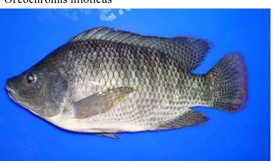 Gambar 1. Ikan Nila (O.niloticus) (Sumber : Lim dan Webster, 2006; Setiawan, 2012) 