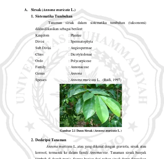 Gambar 2.1 Daun Sirsak (Annona muricata L.) 