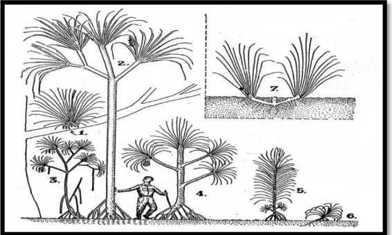Gambar 1 Bentuk Hidup Pandanus. 1. Epifit (P. alticola); Teresterial berperawakan besar 2