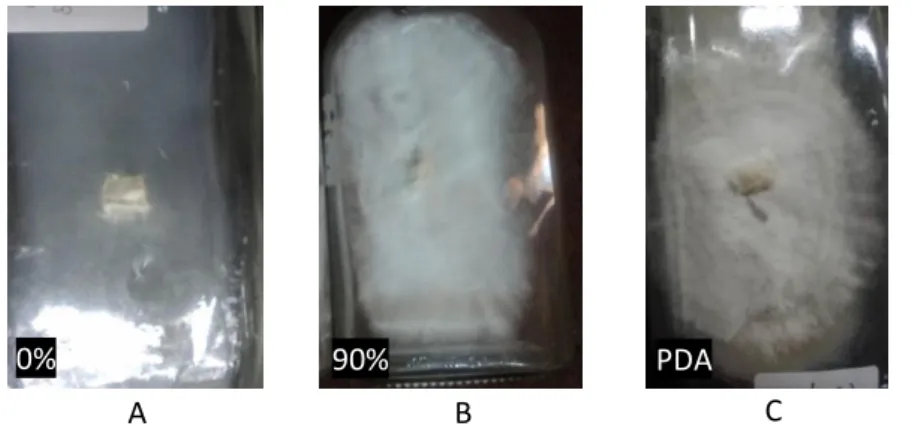 Gambar  3 menunjukkan  diameter koloni  jamur  tiram putih  hari  ke-10  pada  medium  air  cucian  beras  konsentrasi 90% lebih besar dibandingkan medium PDA