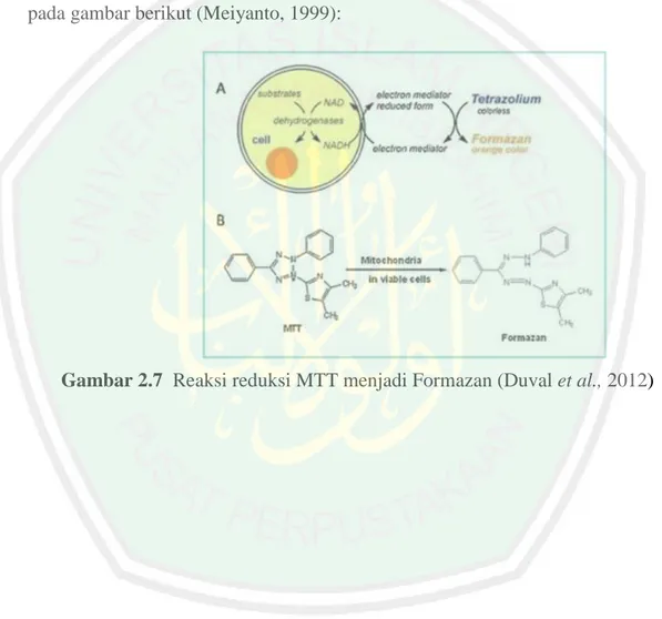 Gambar 2.7  Reaksi reduksi MTT menjadi Formazan (Duval et al., 2012) 