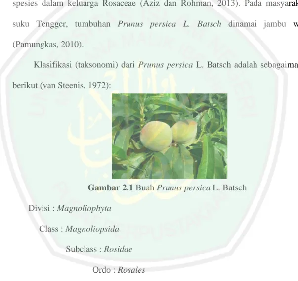 Gambar 2.1 Buah Prunus persica L. Batsch  Divisi : Magnoliophyta  Class : Magnoliopsida  Subclass : Rosidae  Ordo : Rosales  Family : Rosaceae  Genus : Prunus 