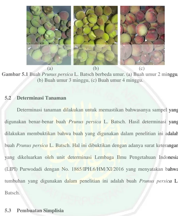 Gambar 5.1 Buah Prunus persica L. Batsch berbeda umur. (a) Buah umur 2 minggu,  (b) Buah umur 3 minggu, (c) Buah umur 4 minggu