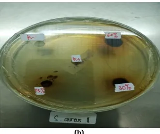 Gambar  c.  Pengulangan  ketiga:  zona  hambat  bakteri  Staphylococcus  aureus  yang  terbentuk  adalah:  K0=0,  K1=0,  P1=9.90  mm,  P2=  11.95  mm,  P3=13.00 mm 