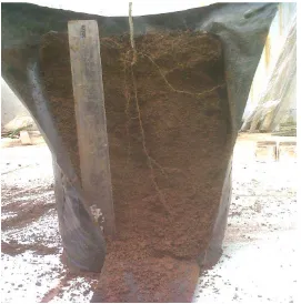 Gambar penyebaran akar sawi pada tanah Inceptisol 