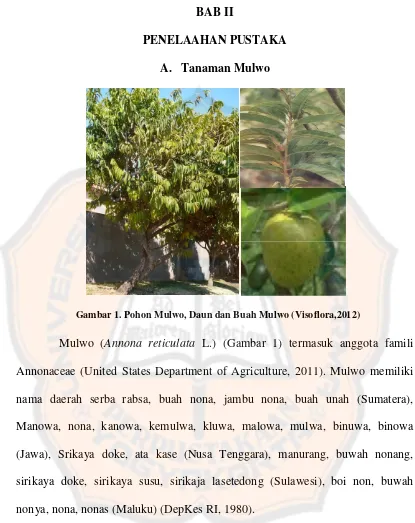 Gambar 1. Pohon Mulwo, Daun dan Buah Mulwo (Visoflora,2012)