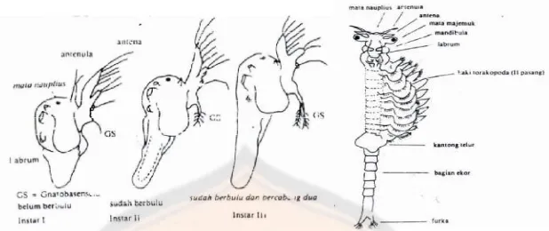 Gambar 5. Metamorfosis artemia dan tubuh artemia dewasa(Mudjiman, 1989)