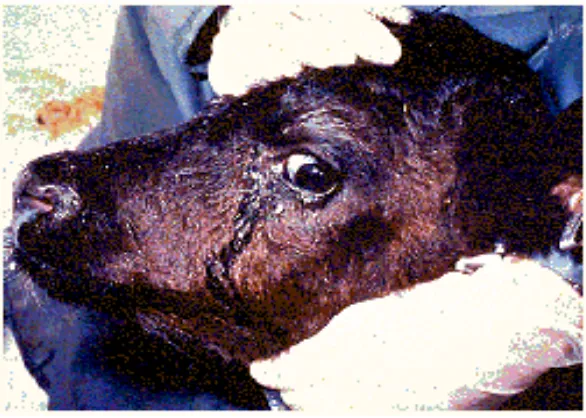 Gambar 3. Gejala klinis IBR pada sapi perah yang memperlihatkan leleran ingus di hidung dan hiperlakrimasi 