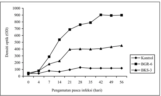 Gambar 1. Respon serologis ayam SPF percobaan terhadap infeksi isolat virus ILT lapang  Perubahan secara histopatologi pada trakhea dan 