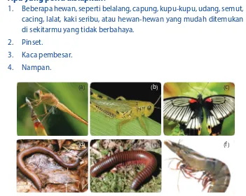 Gambar 2.14 Hewan: (a) Capung, (b) Belalang, (c) Kupu-kupu, (d) Cacing, (e) kaki seribu, (f ) udang,