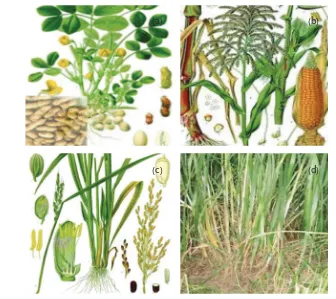 Gambar 2.17 (a) Kacang tanah, (b) jagung, (c) padi, (d) rumput.