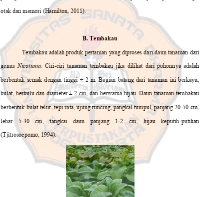 Gambar 2. Tanaman tembakau ( Nicotiana tabacum L.) (Anonim, 2011) 