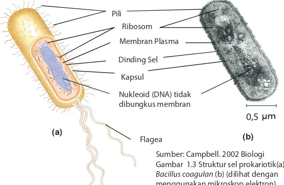 Gambar  1.3 Struktur sel prokariotik(a), 