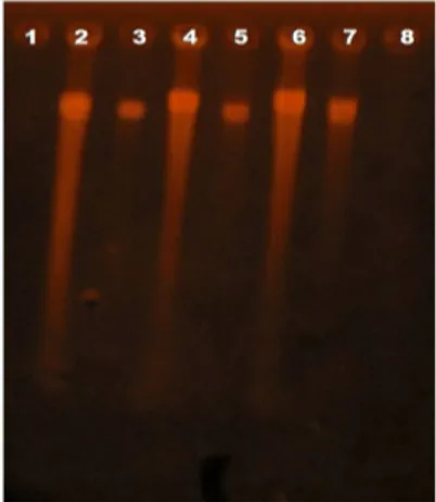 Gambar 2. Fragmen DNA tanaman induk dengan planlet  hasil kuljar kultivar Lhoksumawe hasil  ampli-fikasi kondisi PCR II