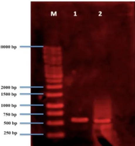 Gambar 3. Fragmen DNA tanaman induk dengan planlet  hasil kuljar kultivar Sidikalang hasil amplifikasi  kondisi PCR III Keterangan : M : DNA Marker 1 : S Induk + Praimer 1 2 : S Kuljar + Praimer 1 SIMPULAN