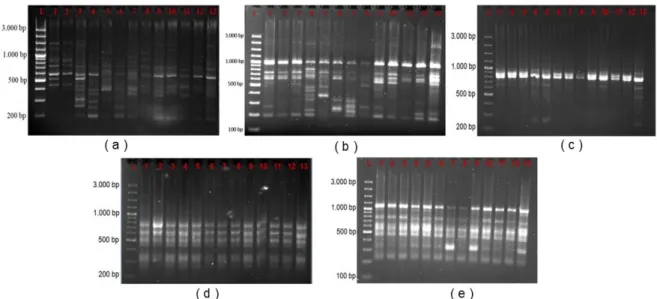 Gambar  2.  Fragmen  DNA  Tempuyung  hasil  amplifikasi  dengan  menggunakan  primer  ISSR  a