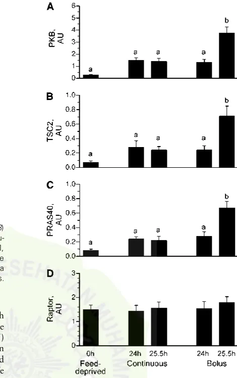 FIGURE 2Ks (A) and the proportion of ribosomes in polysomes (B)in the longissimus dorsi muscle of intermittently bolus-fed, continu-ously fed, and feed-deprived neonatal pigs