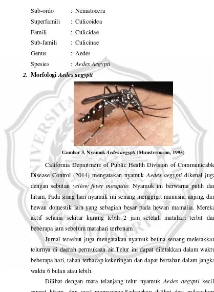 Gambar 3. Nyamuk Aedes aegypti (Munstermann, 1995) 