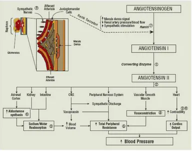 Gambar 1. Sistem Renin-Angiotensin-Aldosteron 