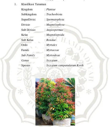 Gambar 1. Tanaman pucuk merah (Syzygium Campanulatum Korth) 