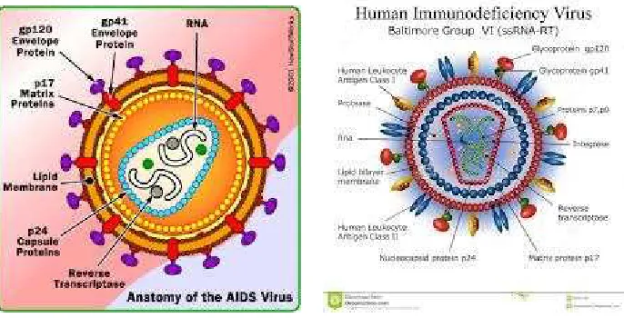 Gambar 2.9. Struktur Hiv 