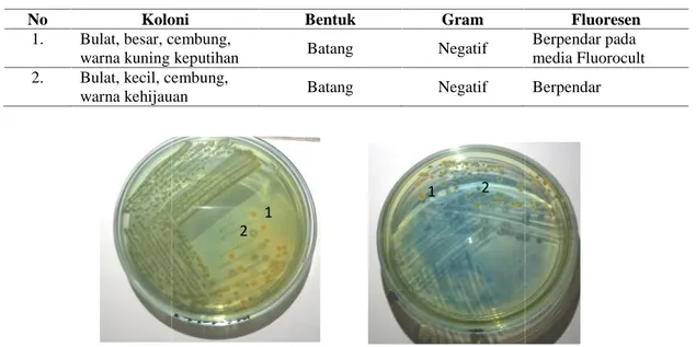 Tabel 1. Koloni bakteri yang tumbuh pada media Fluorocult E. coli O157 dari feses ayam kampung