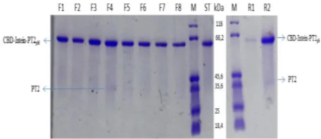 Gambar  6.  Karakterisasi  SDS-PAGE  10%  hasil  pemurnian  pretrombin-2  dengan  inkubasi  pemotongan selama 16 jam;  37°C; pH 7