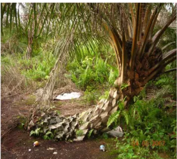 Gambar 2-7  Tanaman kelapa sawit yang doyong disebabkan karena     rendahnya                          Daya menahan beban tanah gambut 