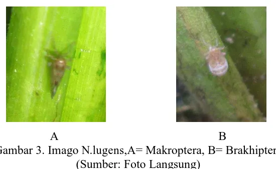 Gambar 3. Imago N.lugens,A= Makroptera, B= Brakhiptera (Sumber: Foto Langsung)  