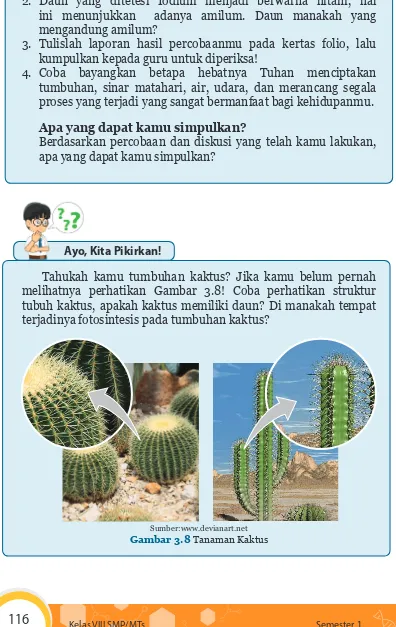Gambar 3.8 Tanaman Kaktus